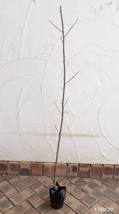 花木 庭木の苗 桜 神代曙(ジンダイアケボノ)...の詳細画像1