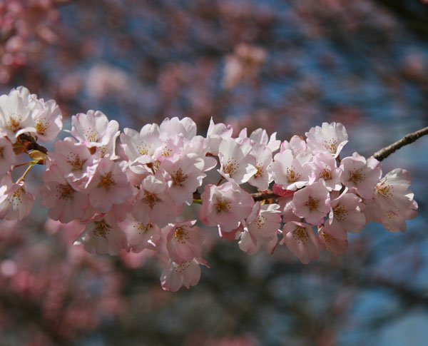 花木 庭木の苗 桜 神代曙(ジンダイアケボノ)...の詳細画像2