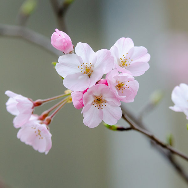 花木 庭木の苗 桜 神代曙(ジンダイアケボノ)...の詳細画像3