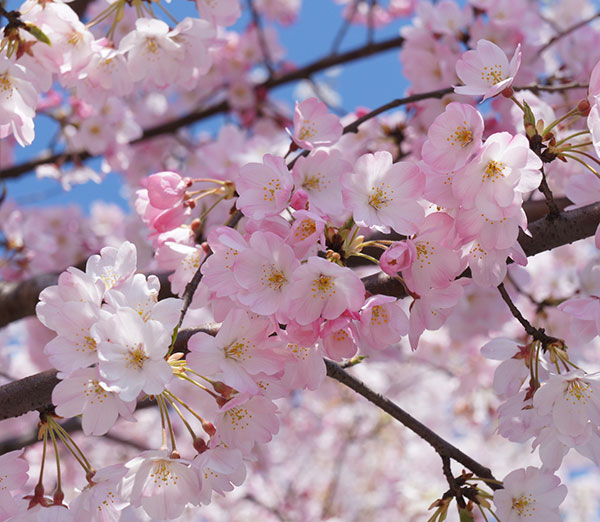 花木 庭木の苗 桜 神代曙(ジンダイアケボノ)...の詳細画像4