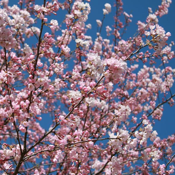 花木 庭木の苗 桜 神代曙(ジンダイアケボノ)...の詳細画像5