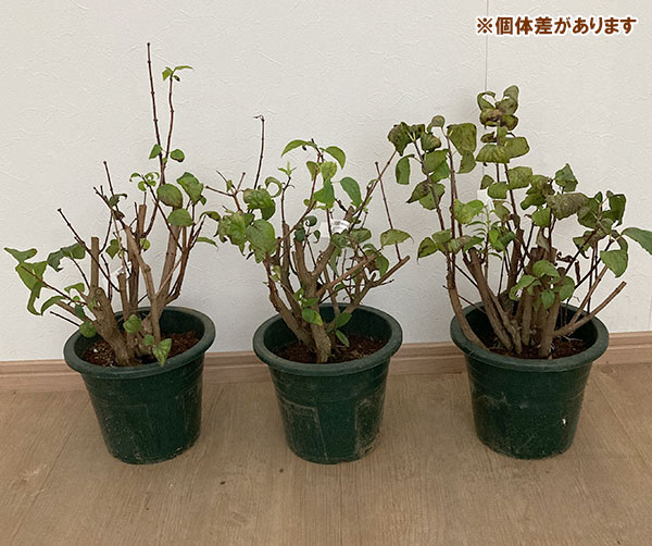 花木 庭木の苗 26年10月中下旬予約 バイカウツギ（梅花ウツギ） 白花6