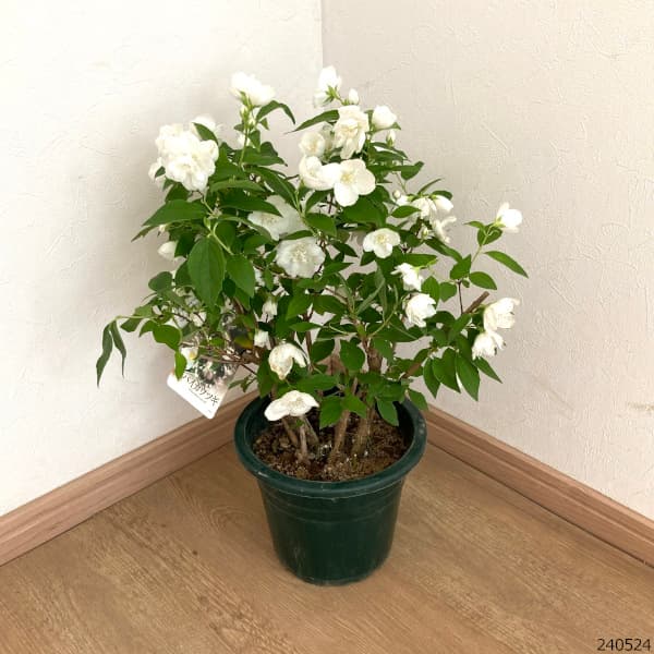花木 庭木の苗 26年10月中下旬予約 バイカウツギ（梅花ウツギ） 白花6