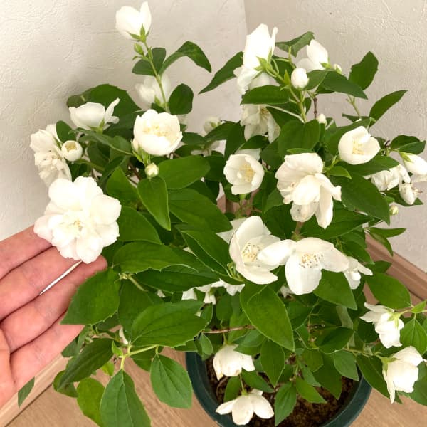花木 庭木の苗 26年10月中下旬予約 バイカウツギ（梅花ウツギ） 白花6