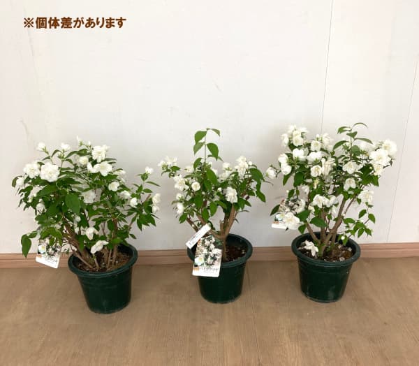 花木 庭木の苗 26年10月中下旬予約 バイカウツギ（梅花ウツギ） 白花6