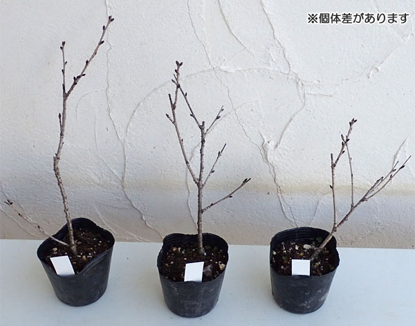 山野草の苗 フジザクラ(富士桜) 御殿場桜3号ポットの詳細画像4