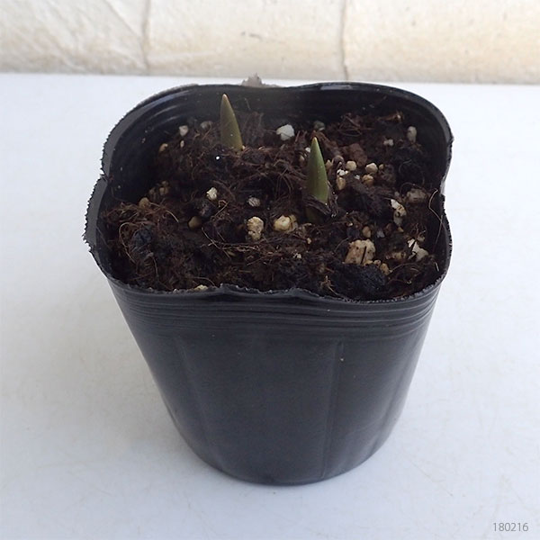 原種系チューリップ タルダ2球植え3号ポットの詳細画像1