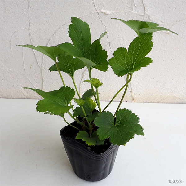 草花の苗 シュウメイギク(秋明菊) 桃花八重3...の詳細画像1