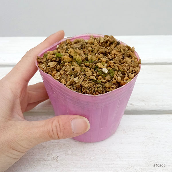 山野草の苗 イカリソウ（碇草） 楊貴妃3号ポット |  | 01