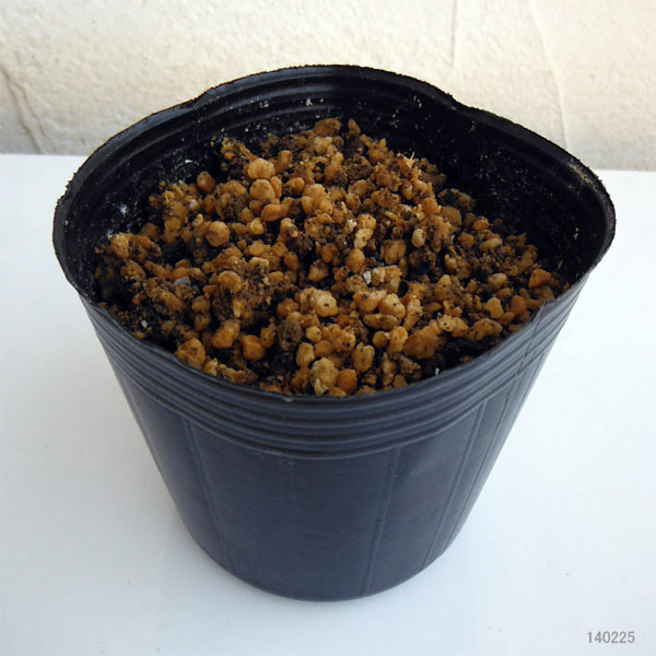 山野草の苗 イカリソウ（碇草） 楊貴妃3号ポット |  | 02