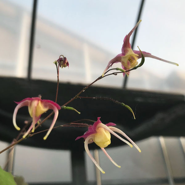 山野草の苗 イカリソウ（碇草） 楊貴妃3号ポット |  | 03