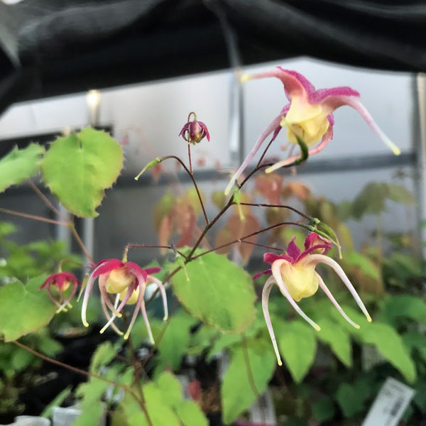 山野草の苗 イカリソウ（碇草） 楊貴妃3号ポット |  | 04