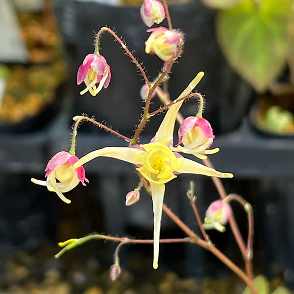 山野草の苗 イカリソウ（碇草） 楊貴妃3号ポット |  | 05