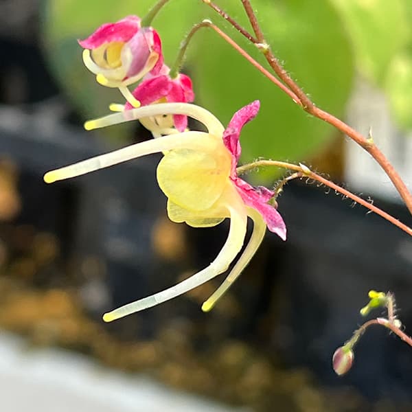 山野草の苗 イカリソウ（碇草） 楊貴妃3号ポット |  | 06