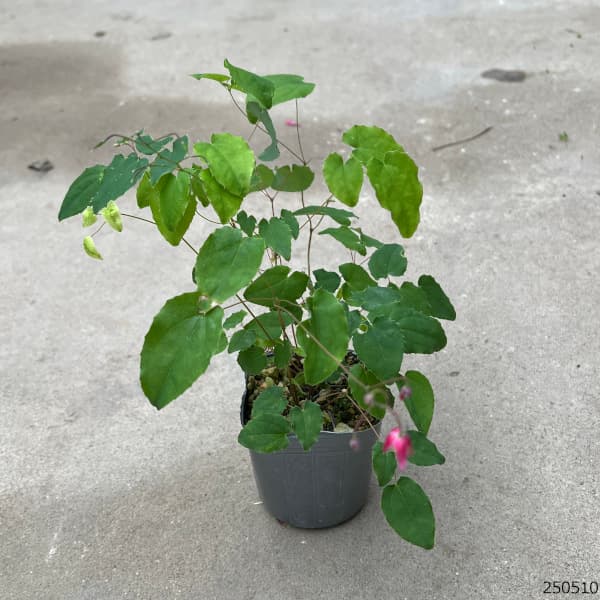 山野草の苗 イカリソウ（碇草） 楊貴妃3号ポット |  | 07