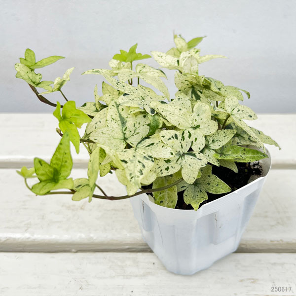 草花の苗 ヘデラ へリックス白雪姫3号ポットの詳細画像1