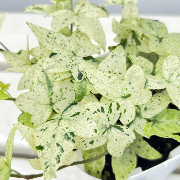 草花の苗 ヘデラ へリックス白雪姫3号ポットの詳細画像2