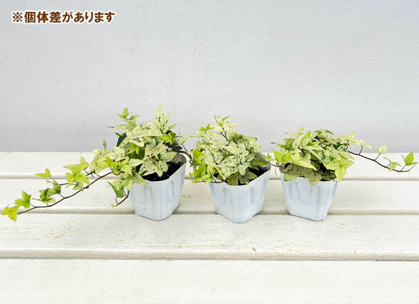 草花の苗 ヘデラ へリックス白雪姫3号ポットの詳細画像3