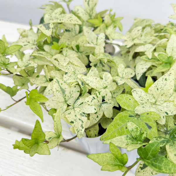 草花の苗 ヘデラ へリックス白雪姫3号ポットの詳細画像4