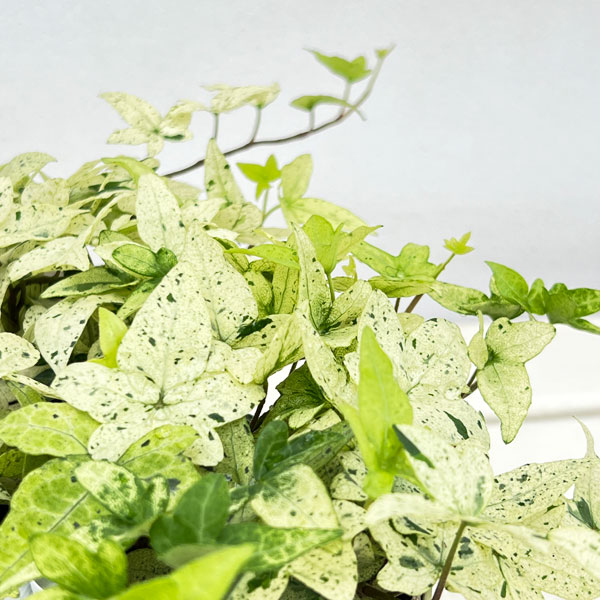 草花の苗 ヘデラ へリックス白雪姫3号ポットの詳細画像5