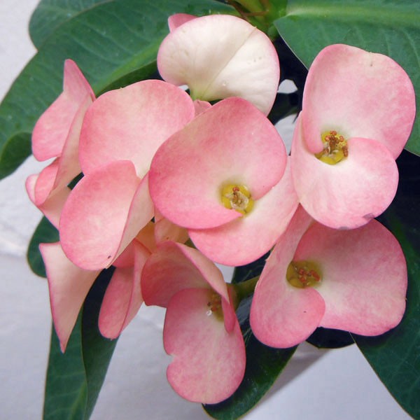 ハナキリンのおすすめ人気商品一覧 通販 - Yahoo!ショッピング