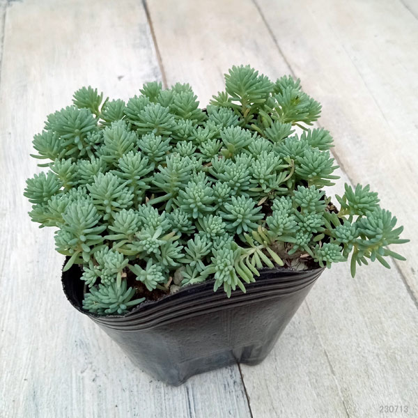観葉植物 セダム パリダム3号ポットの詳細画像1