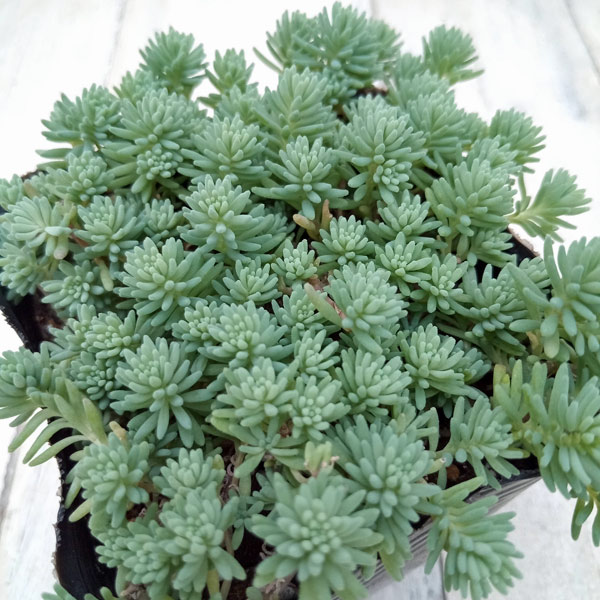 観葉植物 セダム パリダム3号ポットの詳細画像2