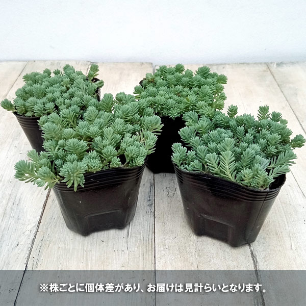 観葉植物 セダム パリダム3号ポットの詳細画像3