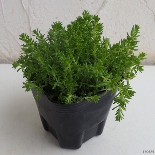 観葉植物 セダム モリムラマンネングサ3号ポットの詳細画像2