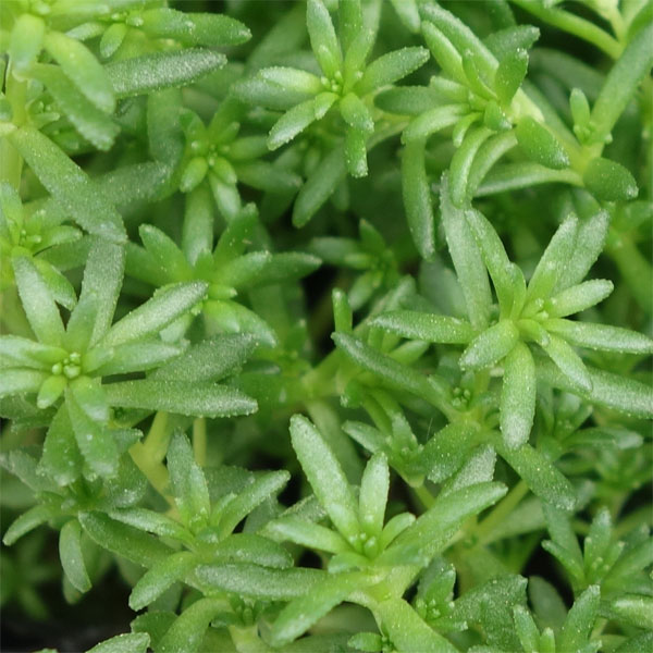 観葉植物 セダム モリムラマンネングサ3号ポットの詳細画像3