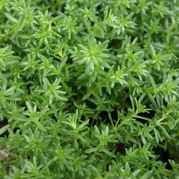 観葉植物 セダム モリムラマンネングサ3号ポットの詳細画像4