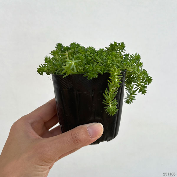 観葉植物 セダム モリムラマンネングサ3号ポットの詳細画像1