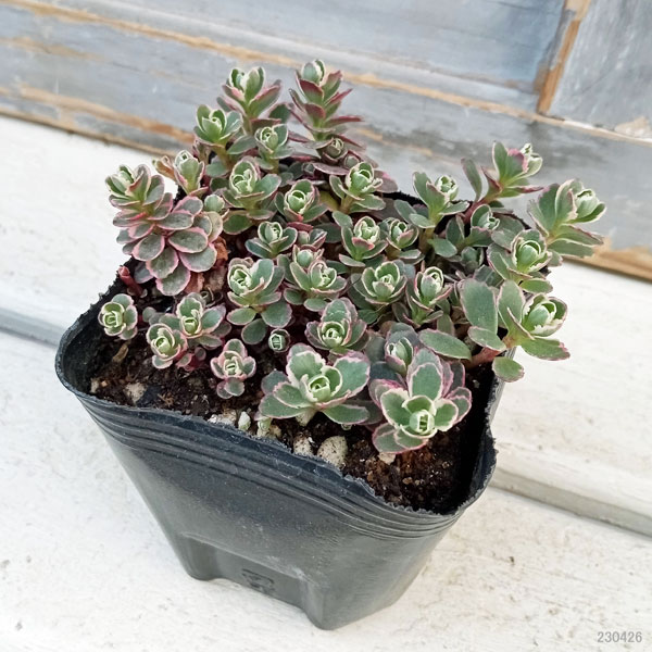 観葉植物 セダム トリカラー2.5〜3号ポットの詳細画像2