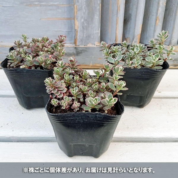 観葉植物 セダム トリカラー2.5〜3号ポットの詳細画像4