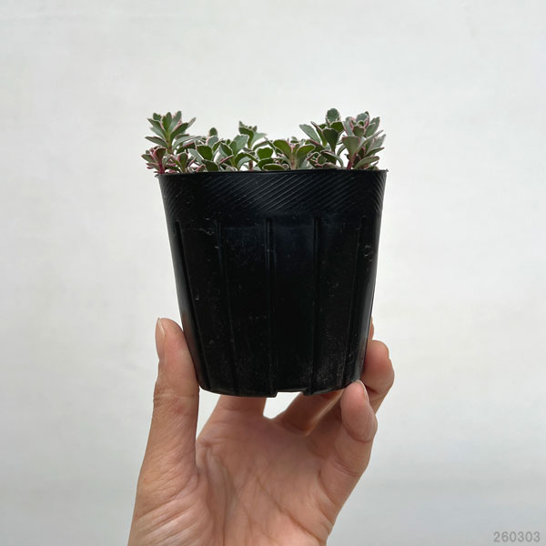 観葉植物 セダム トリカラー2.5〜3号ポットの詳細画像1