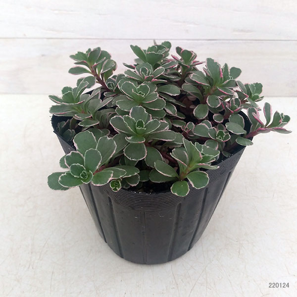 観葉植物 セダム トリカラー2.5〜3号ポットの詳細画像5