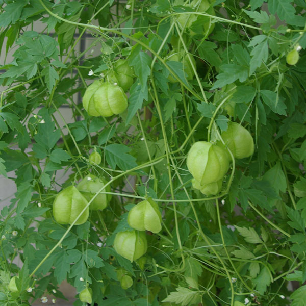 草花の苗 風船かずら(ふうせんかずら)3〜3....の詳細画像2