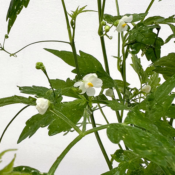 草花の苗 風船かずら(ふうせんかずら)3〜3....の詳細画像4