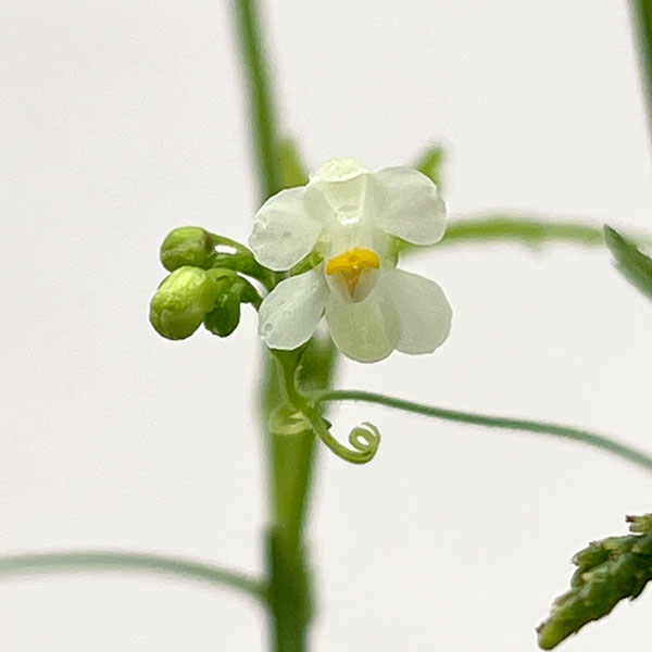 草花の苗 風船かずら(ふうせんかずら)3〜3....の詳細画像1