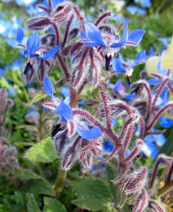 珍しい ボリジ ハーブのタネ Aynaelda Com