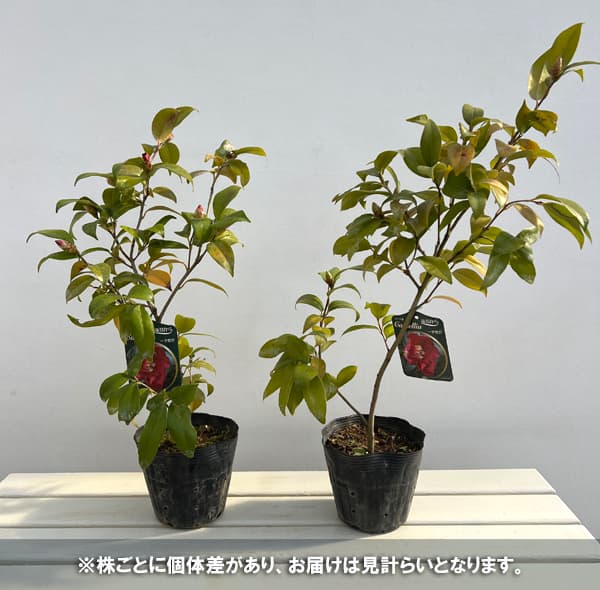 花木 庭木の苗 侘助ツバキ(椿) 一子侘助4〜...の詳細画像2
