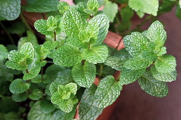 ミント スペアミントの種 ハーブのタネ |  | 02