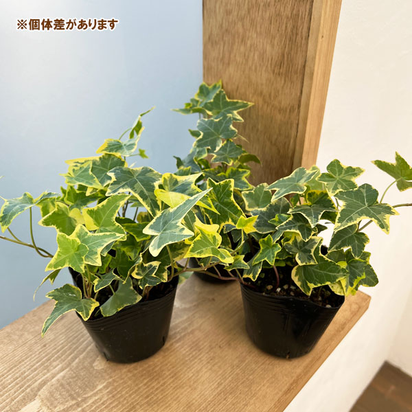 草花の苗 ヘデラ(アイビー) ゴールデンチャイ...の詳細画像1