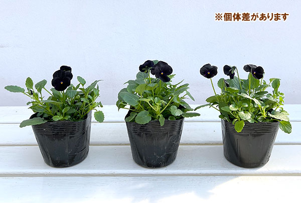 草花の苗 26年10月中下旬予約 ビオラ ソル...の詳細画像1