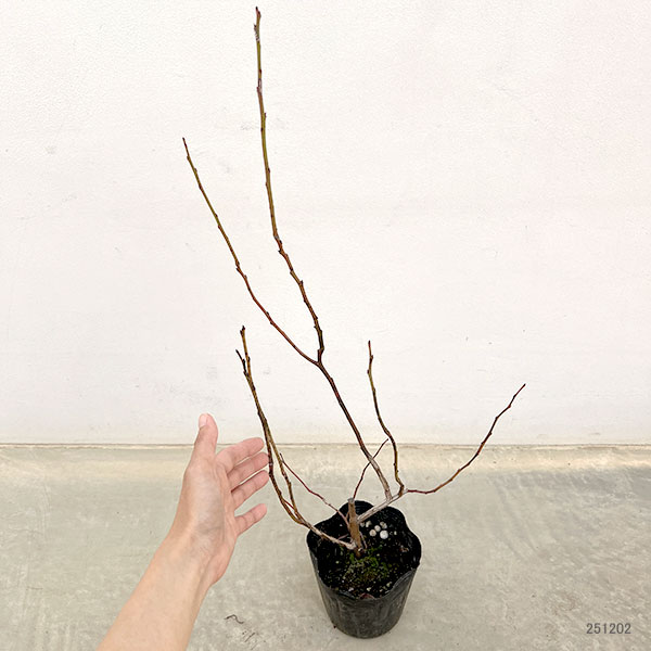 果樹の苗 ブルーベリー(ハイブッシュ系) おお...の詳細画像1