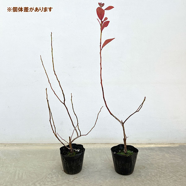 果樹の苗 ブルーベリー(ハイブッシュ系) おお...の詳細画像2