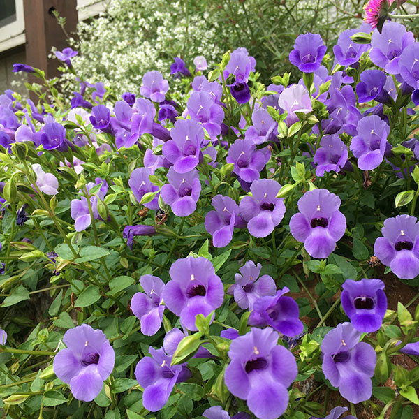 草花の苗 スーパートレニア カタリーナブルーリ...の詳細画像3
