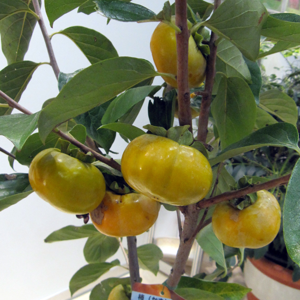 果樹の苗 カキ(柿) まえかわわせじろう(前川...の詳細画像1