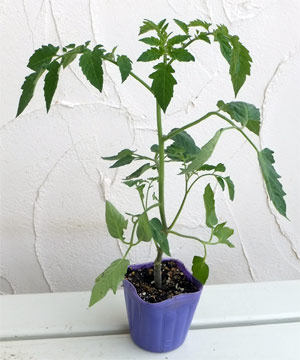 野菜の苗 トマト ホーム桃太郎自根苗3号ポットの詳細画像1