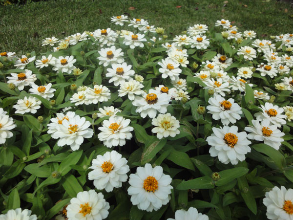 草花の苗 サマーセール ジニア プロフュージョ...の詳細画像2